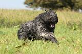 BOUVIER DES FLANDRES 120